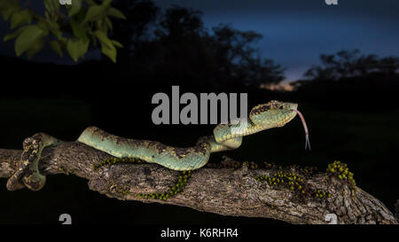 Malabar pit viper photographed at Amboli, Maharashtra during late evening hours on a monsoon evening. Stock Photo