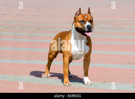 American Staffordshire Terrier in full face.   The American Staffordshire Terrier is in the city park. Stock Photo
