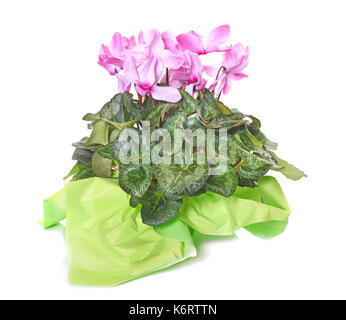 pink Cyclamen in front of white background Stock Photo