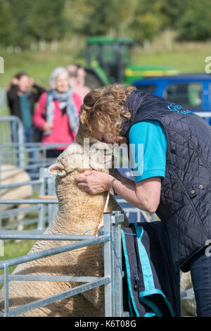 Woman cuddling her pet Southdown sheep at Henley country show, Oxfordshire, UK Stock Photo