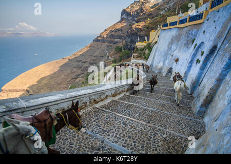 Donkeys on the steps leading down from Fira to Skala, Santorini Stock Photo