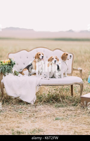 Three dogs are sitting on the old-fashioned sofa covered with the knitted plaid near the colourful bouquet at the background of the sunny field. Stock Photo