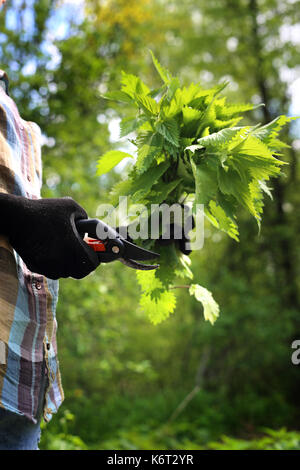 Nettle. Green nettle. Herbalism. Herbs nettle. A woman collects nettles in the woods. . Stock Photo