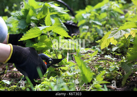 Nettle. Green nettle. Herbalism. Herbs nettle. A woman collects nettles in the woods. . Stock Photo