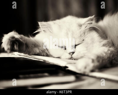 Kitty asleep Stock Photo