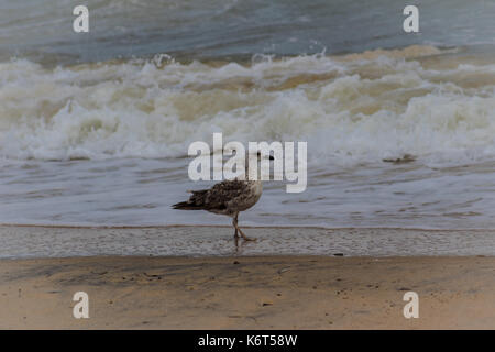 Bird embraces the weather Stock Photo