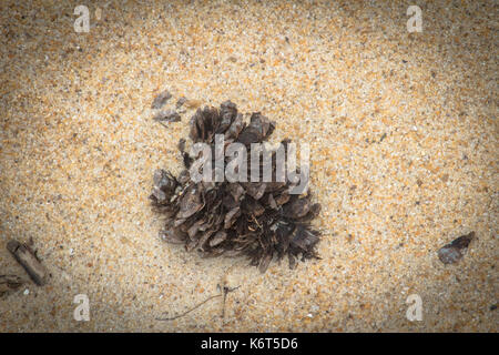 Pine cone in the sand Stock Photo