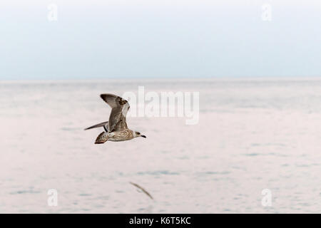 Alone seagull flying over evening sunset sea or ocean. Stock Photo