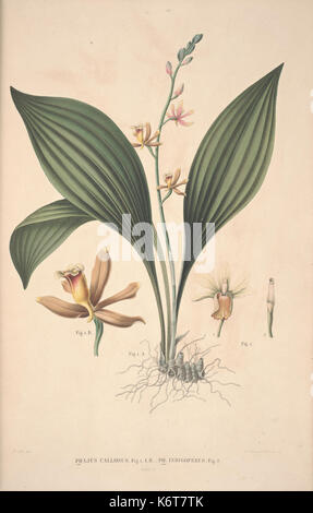Flora Javae et insularum adjacentium BHL35806274 Stock Photo