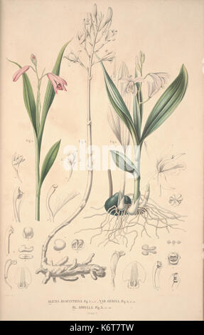 Flora Javae et insularum adjacentium (Orchid 4) BHL35806278 Stock Photo