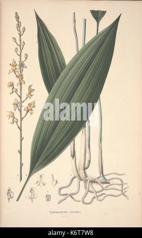 Flora Javae et insularum adjacentium (Orchid 13) BHL35806287 Stock Photo