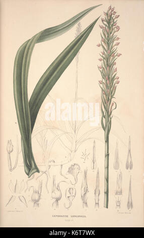 Flora Javae et insularum adjacentium (Orchid 27) BHL35806301 Stock Photo