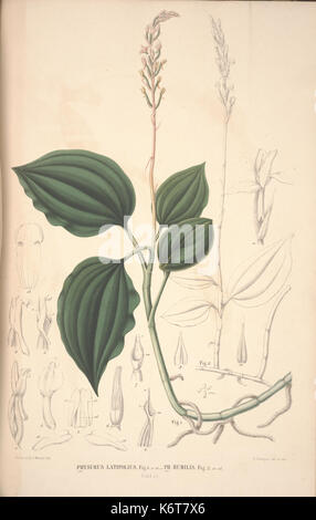 Flora Javae et insularum adjacentium (Orchid 29) BHL35806303 Stock Photo