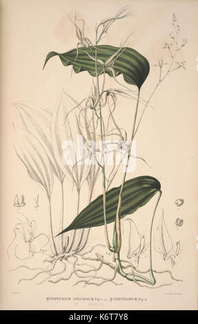Flora Javae et insularum adjacentium (Orchid 52) BHL35806326 Stock Photo