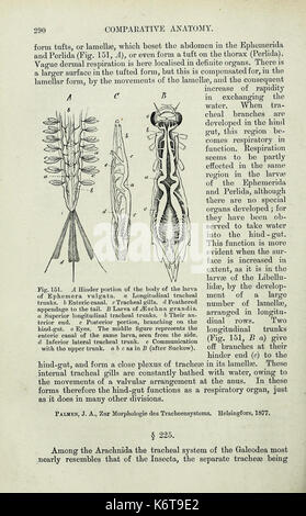 Elements of Comparative Anatomy (Page 290) BHL33482853 Stock Photo