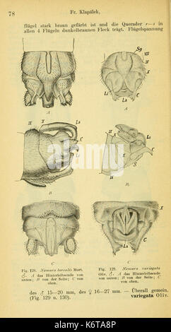 Ephemerida, Plecoptera, Lepidoptera (Page 78) BHL8222758 Stock Photo