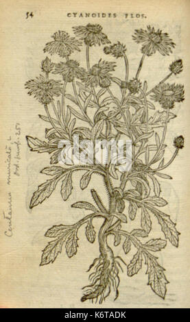 Florum, et coronarianum odoratarumque nonnullarum herbarum historia (Page 54) BHL9873506 Stock Photo