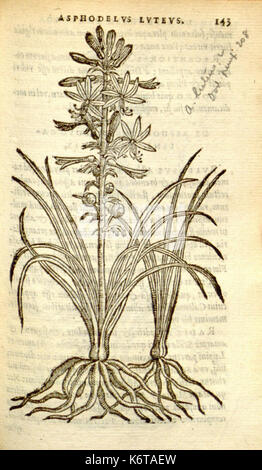 Florum, et coronarianum odoratarumque nonnullarum herbarum historia (Page 143) BHL9873595 Stock Photo