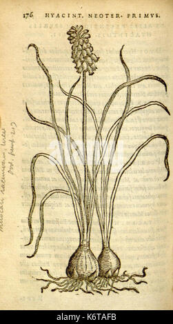 Florum, et coronarianum odoratarumque nonnullarum herbarum historia (Page 176) BHL9873628 Stock Photo