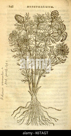 Florum, et coronarianum odoratarumque nonnullarum herbarum historia (Page 248) BHL9873700 Stock Photo