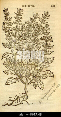 Florum, et coronarianum odoratarumque nonnullarum herbarum historia (Page 287) BHL9873739 Stock Photo