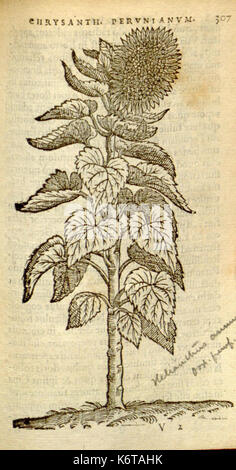 Florum, et coronarianum odoratarumque nonnullarum herbarum historia (Page 307) BHL9873759 Stock Photo