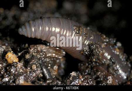 Common earthworm - close up of worm coming out the soil lumbricus terrestris segmented Stock Photo