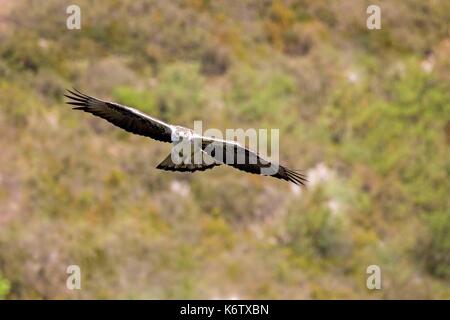 Spain, Catalonia, Pre-Pyrenees, Montsonis, Bonelli's eagle or Eurasian hawk-eagle, Hieraetus fasciatus or Aquila fasciata, picture taken from hide, at a feeding station for conservation purposes, utillizing live domestic pigeons caught as pests in a nearby city, bird in flight Stock Photo