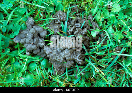 Worm casts on lawn - common earthworm lumbricus terrestris Stock Photo