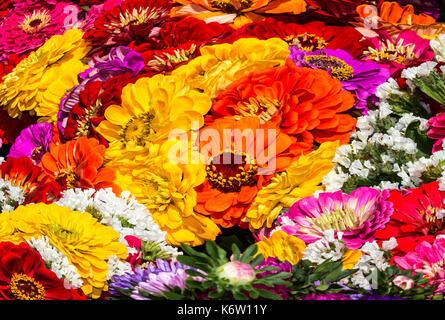 Zinnia flowers (Zinnia elegans) colorful background Stock Photo