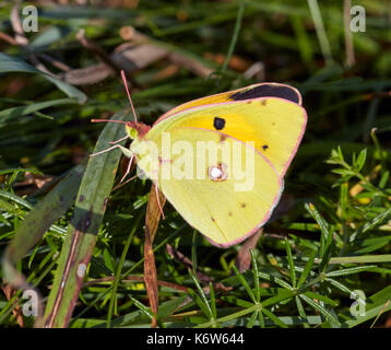 Clouded Yellow butterfly showing a glimpse of its upperside. Hurst Meadows, East Molesey, Surrey, UK. Stock Photo