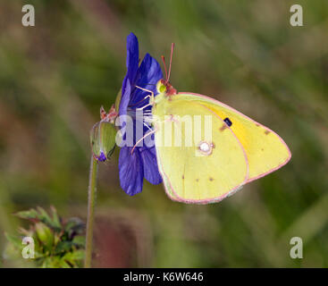 Clouded Yellow butterfly nectaring on Meadow Crane's-bill flower. Hurst Meadows, East Molesey, Surrey, UK. Stock Photo