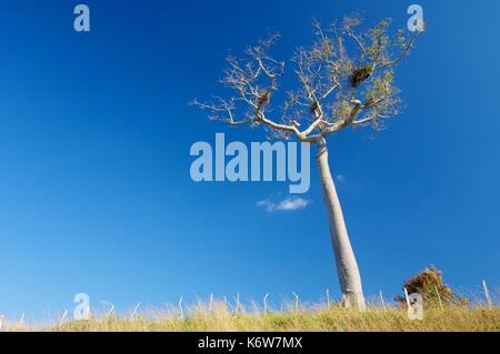 caribbean 'Ceiba pentandra' tree with blue sky in Cuba island. Stock Photo