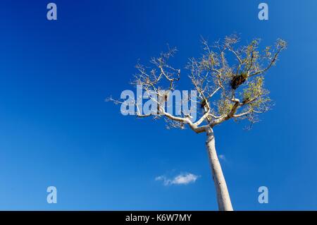 caribbean 'Ceiba pentandra' tree with blue sky in Cuba island. Stock Photo