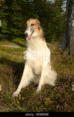 Borzoi dog seen in a forest, on a layer of heather in bloom. Stock Photo