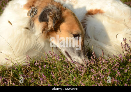 Borzoi dog seen in a forest, on a layer of heather in bloom. Stock Photo