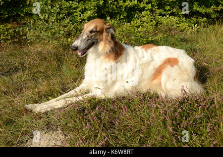 Borzoi dog seen in a forest, on a layer of heather in bloom. Stock Photo