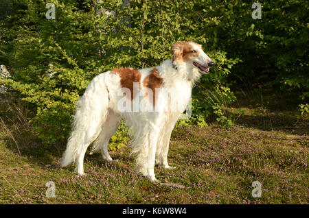 Borzoi dog seen in a forest, on a layer of heather in bloom. Stock Photo