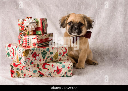 Cute tan and black puppy wearing a bowtie with Christmas presents Stock Photo