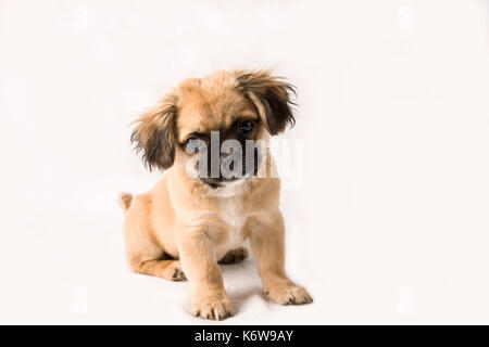 Cute tan and black puppy Stock Photo