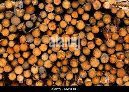 Cut logs, grades by size showing honey coloured sap Stock Photo
