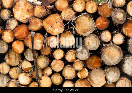 Cut logs, grades by size showing honey coloured sap Stock Photo
