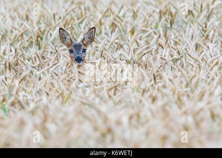 European roe deer (Capreolus capreolus) in corn field, Emsland, Lower Saxony, Germany Stock Photo