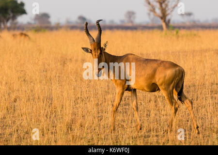 Jackson's hartebeest (Alcelaphus buselaphus lelwel), dry grassland, Murchison Falls National Park, Uganda Stock Photo