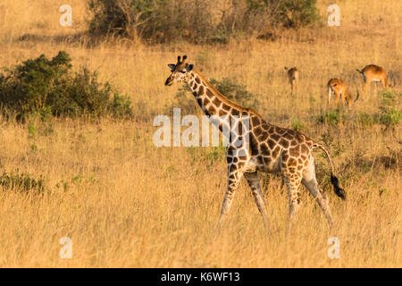 Rothschild giraffe (Giraffa Camelopardalis Rothschildi), walking in dry grassland, Murchison Falls National Park, Uganda Stock Photo