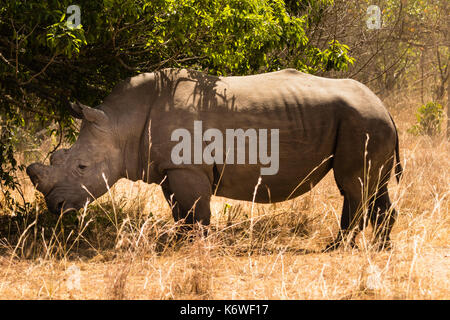 Northern white rhinoceros (Ceratotherium Simum Cottoni), standing in the shadow of a bush, Ziwa Rhino Sanctuary, Uganda Stock Photo