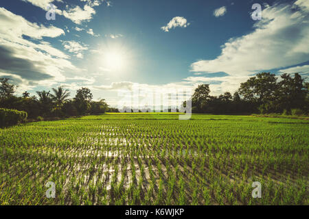 Rice field and sun blue sky with lens flare. Stock Photo