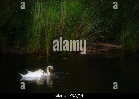 2 Mute swans (Cygnus olor), Federsee lake Nature Reserve, UNESCO World Cultural Heritage Site, Bad Buchau Stock Photo
