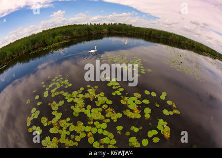 Two Mute swans (Cygnus olor), Lilies, Federsee lake Nature Reserve, UNESCO World Cultural Heritage Site, Bad Buchau Stock Photo