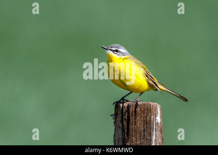 Yellow wagtail (Motacilla flava), on fence post, Burgenland, Austria Stock Photo